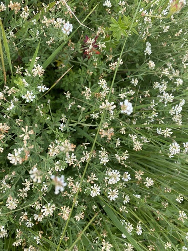 Lotus herbaceus, photograph 6