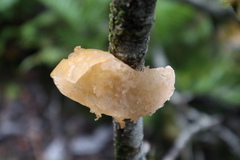 Aleurodiscus vitellinus