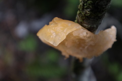 Aleurodiscus vitellinus