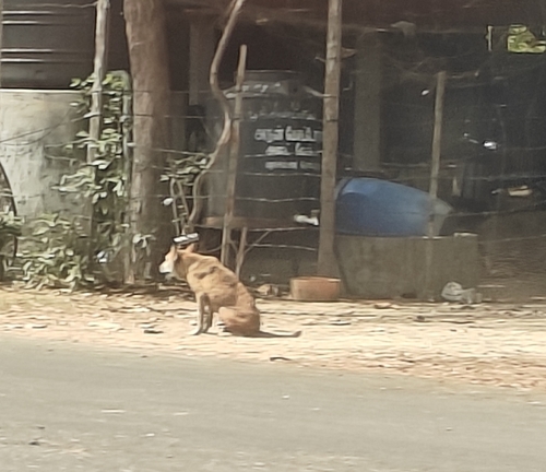Domestic Dog