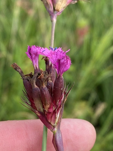 Dianthus capitatus