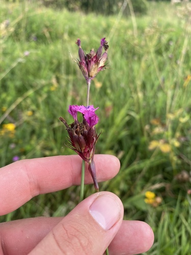 Dianthus capitatus, photograph 2