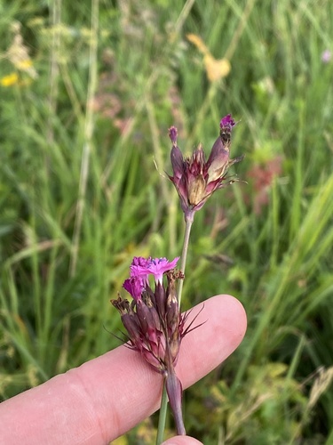 Dianthus capitatus, photograph 4