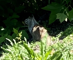 Otospermophilus beecheyi