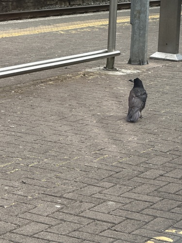 Rook