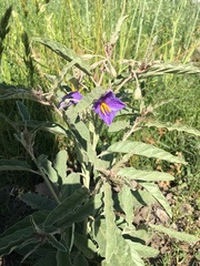 Solanum elaeagnifolium