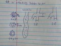 Tomentellopsis echinospora