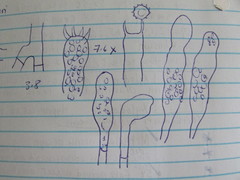 Tomentellopsis echinospora