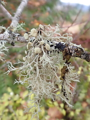 Ramalina dilacerata
