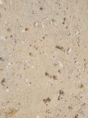 Cataglyphis adenensis