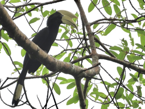 Black Hornbill