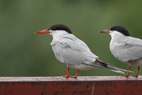 iNaturalist image