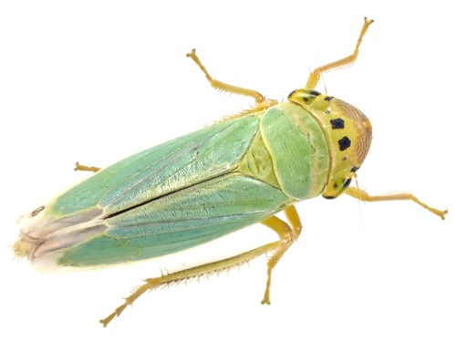 Green Leafhopper photo 4