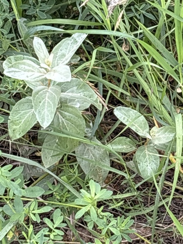 Silverberry