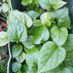 Aristolochia acuminata