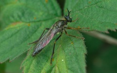 Dioctria rufipes