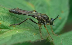 Dioctria rufipes