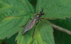Dioctria rufipes