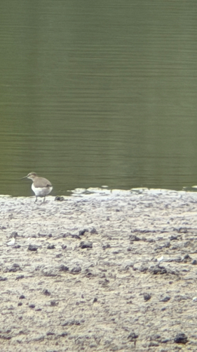 iNaturalist image