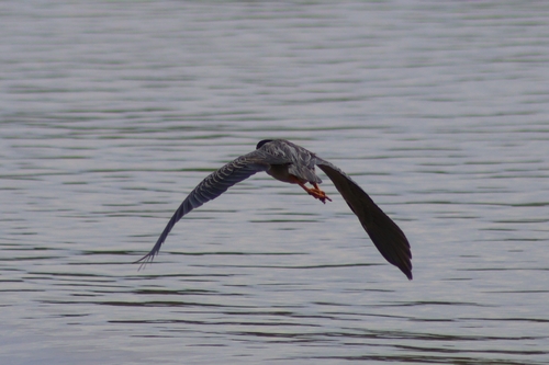 iNaturalist image