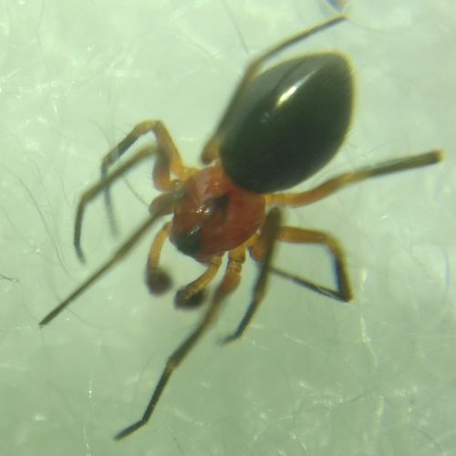Trematocephalus cristatus