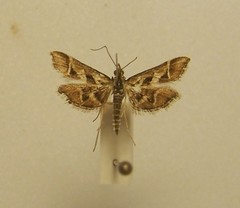 Diasemia grammalis