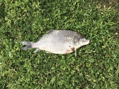 Carpiodes cyprinus