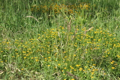 Acmella decumbens