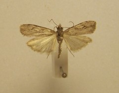 Eudonia bisinualis