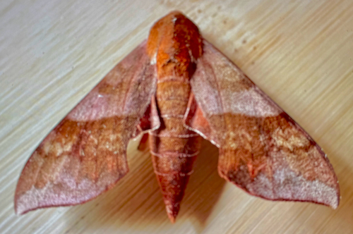 Azalea Sphinx