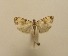Eudonia periphanes
