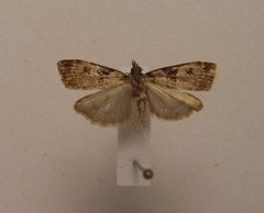 Scoparia acharis