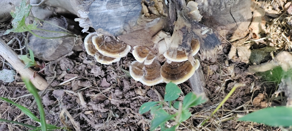 turkey-tail · July 2026 · photo: Photo: (c) ksaro1, some rights reserved (CC BY) · iNaturalist