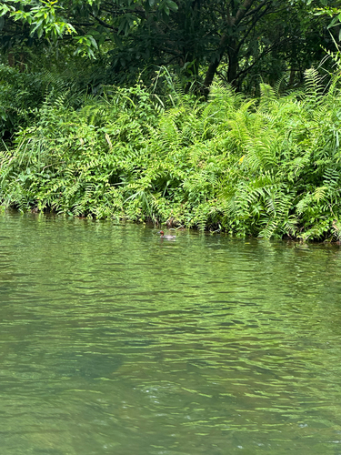 iNaturalist image