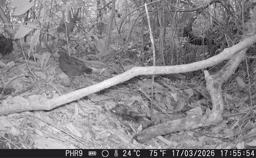 Spot-winged Wood Quail (Odontophorus capueira)