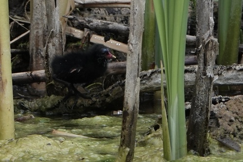 iNaturalist image