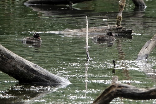 iNaturalist image