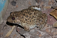 Hoplobatrachus occipitalis