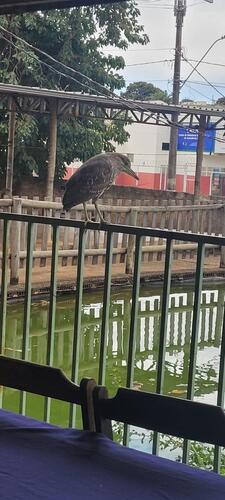 iNaturalist image
