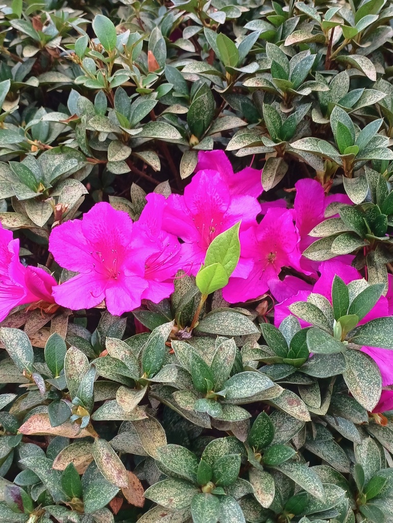 Rhododendron indicum