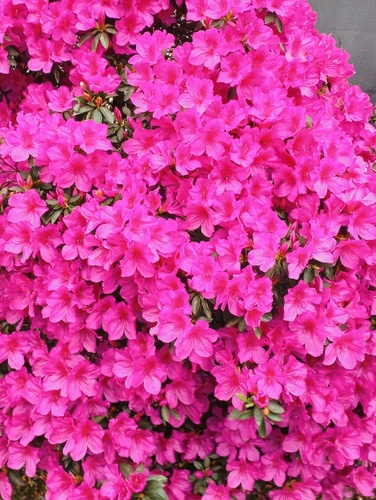 Rhododendron indicum