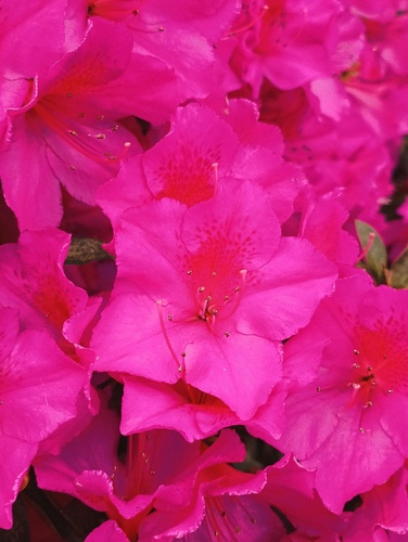 Rhododendron indicum