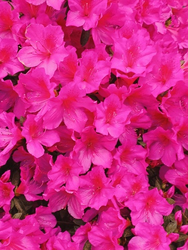 Rhododendron indicum