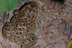 Hoplobatrachus occipitalis