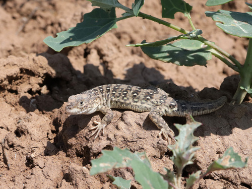 Steppe Runner
