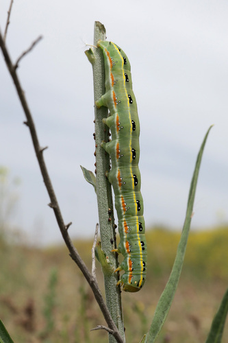 Sword-grass