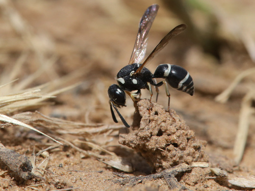 Odynerus fulvitarsis