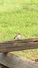 Spizella passerina passerina