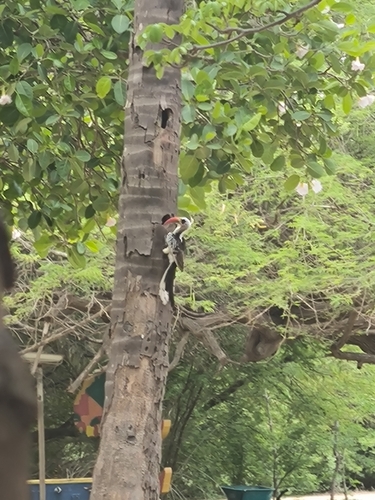 Western Red-billed Hornbill