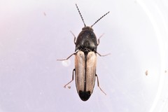 Ampedus linteus
